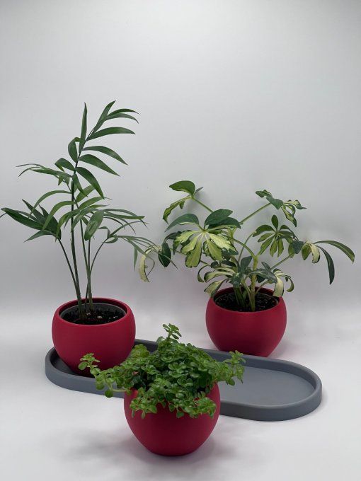 Jardi Mini