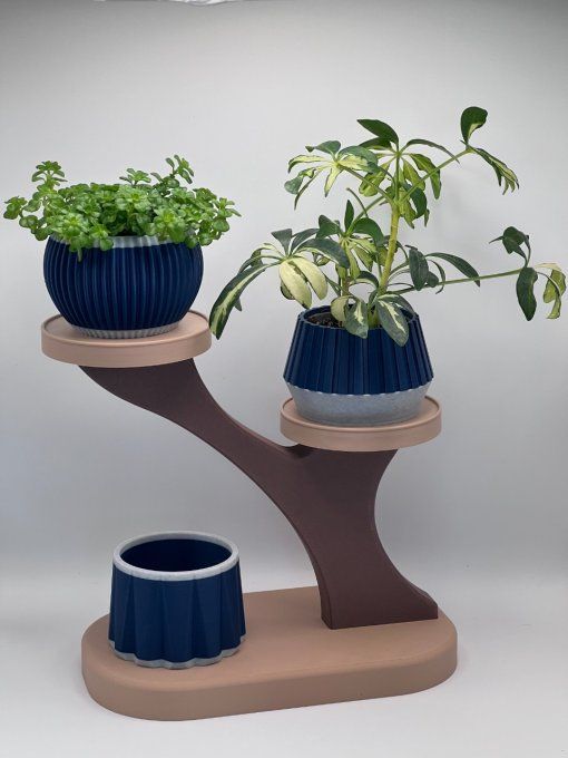 Déco Succulentes