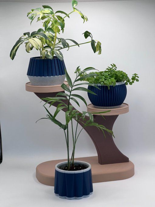 Déco Succulentes
